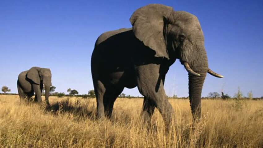 Ботсвана угрожает депортировать 40 тысяч слонов в Германию: какая причина