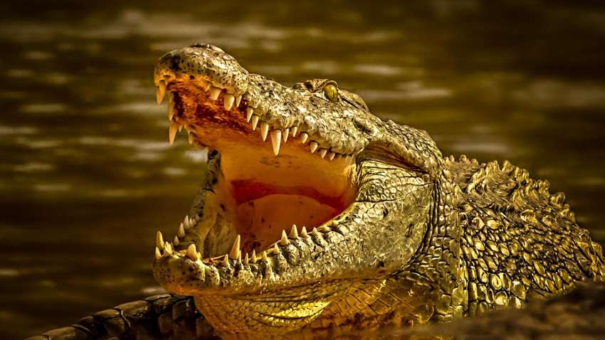 Трагічний випадок у США: дитину знайшли у пащі крокодила Трагічний випадок у США: дитину знайшли у пащі крокодила