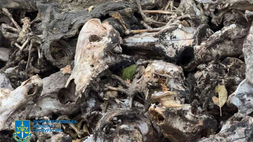 В Днепропетровской области нашли массовое загрязнение земли тушами мертвых животных: что происходит