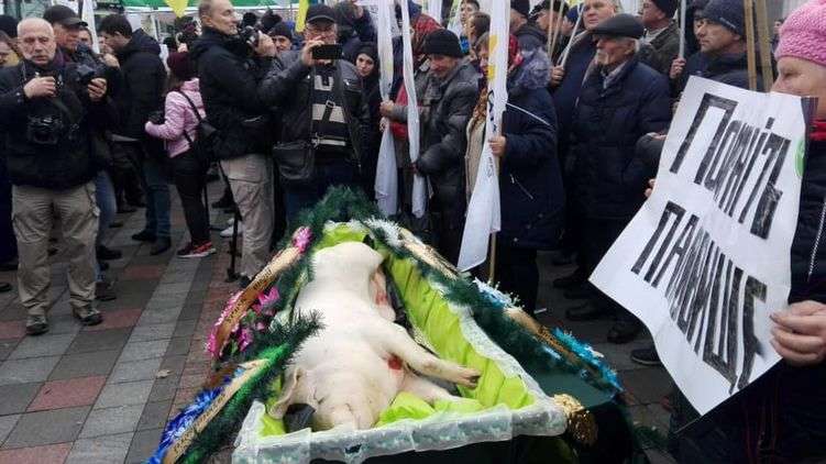 В Киеве под стены Рады принесли мертвую свинью в гробу 