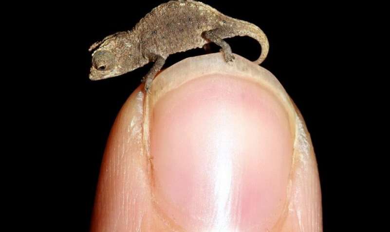 Вчені знайшли найменшого хамелеона в світі (Фото)