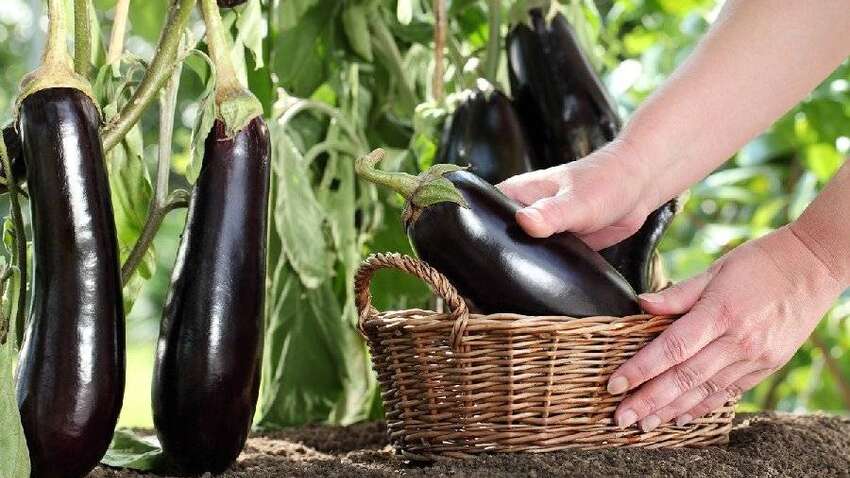 Этот овощ может быть не таким полезным, как все думают Этот овощ может быть не таким полезным, как все думают