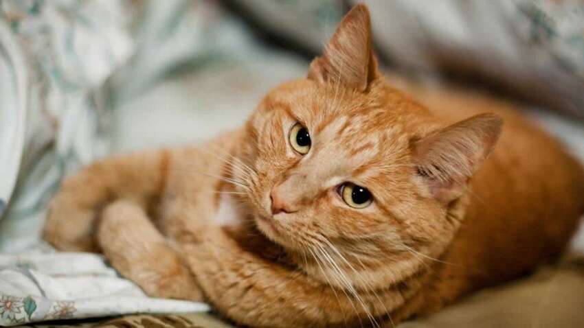 Сонник: до чого сниться кішка