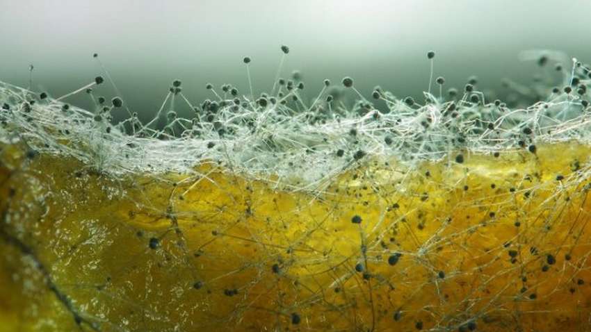 Что делать, если случайно съел продукт с плесенью