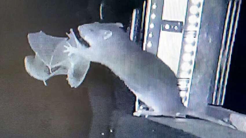 Ученые зафиксировали крыс, которые научились охотиться на летучих мышей: почему это очень опасно Ученые зафиксировали крыс, которые научились охотиться на летучих мышей: почему это очень опасно