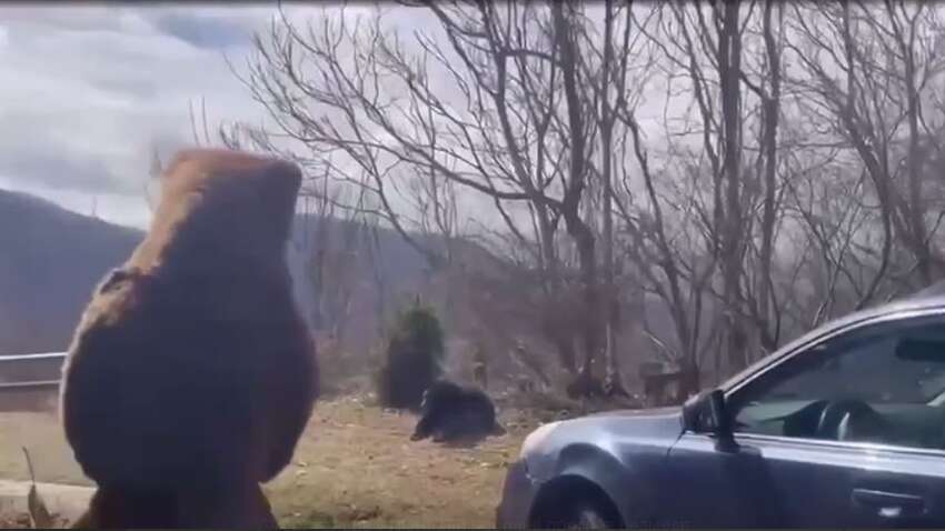 Чоловік перевдягнувся у костюм, щоб прогнати ведмедя з ділянки (ВІДЕО) Чоловік перевдягнувся у костюм, щоб прогнати ведмедя з ділянки (ВІДЕО)