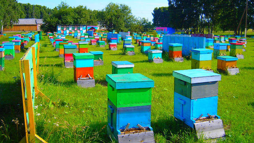 Життя бджіл в смартфоні: інженери з України та Польщі розробили «пасіку майбутнього»