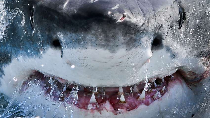 Із узбережжя Південної Африки зникли великі білі акули