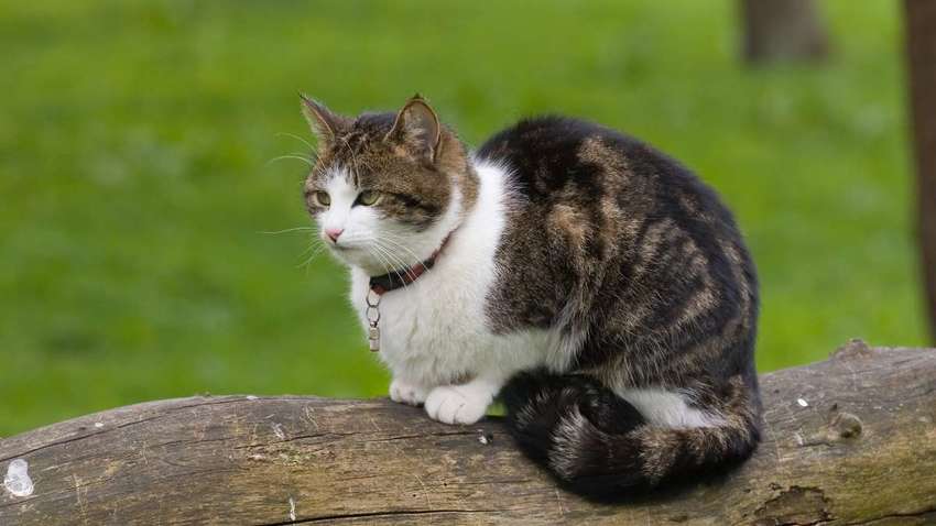 Ветеринары рекомендуют не выпускать кошек на улицу, чтобы они не заразились коронавирусом