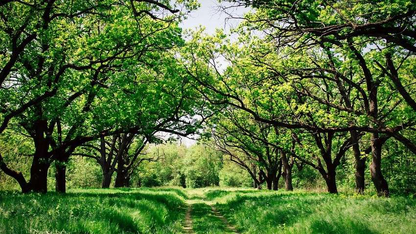 Погода в Україні: в яких областях очікується дощ та похолодання