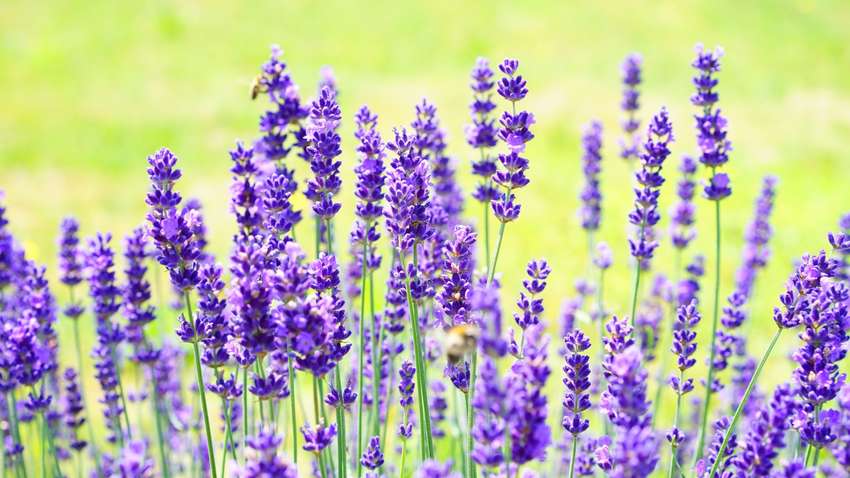 Аграриев Украины обучают зарабатывать на лаванде