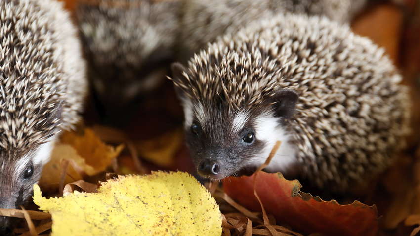 Чому в Новій Зеландії оголосили війну їжакам