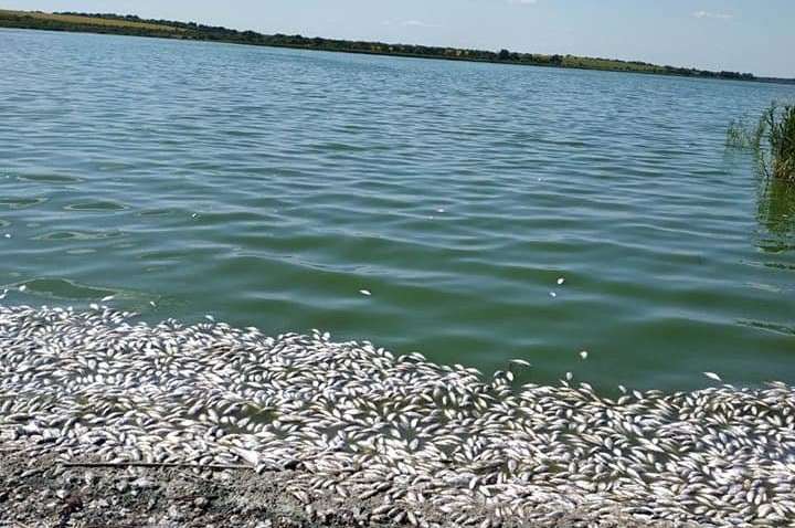 Под Кривым Рогом берега реки усыпаны мертвой рыбой: в соцсетях появились шокирующие фото