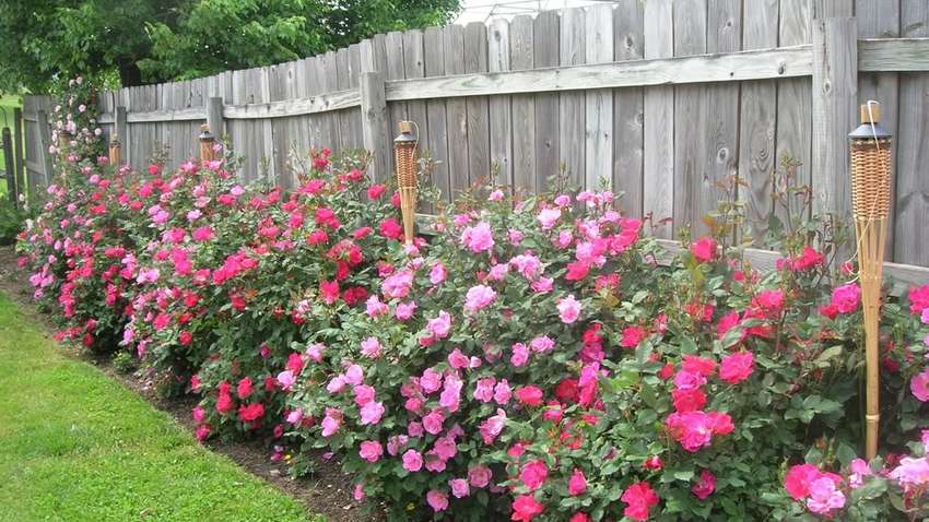 Украинцам запретят высаживать деревья вплотную к соседнему участку