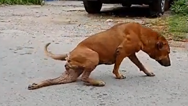 У Бангкоку собака придумала хитрий спосіб прикидатися і просити їжу
