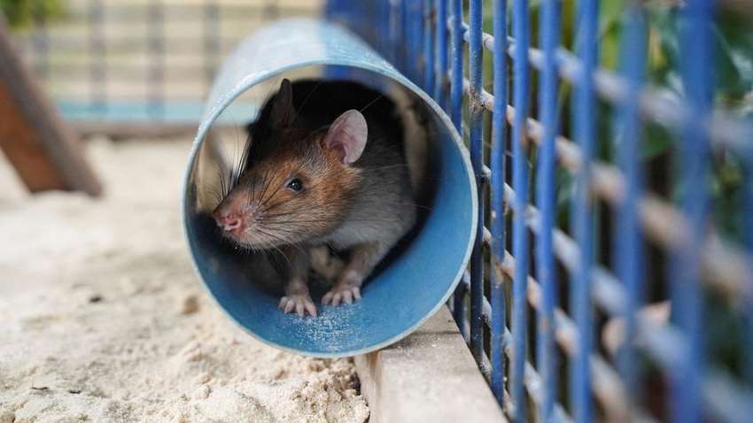 Камбоджийская крыса-герой, нашедшая более 100 послевоенных мин, скончалась Камбоджийская крыса-герой, нашедшая более 100 послевоенных мин, скончалась