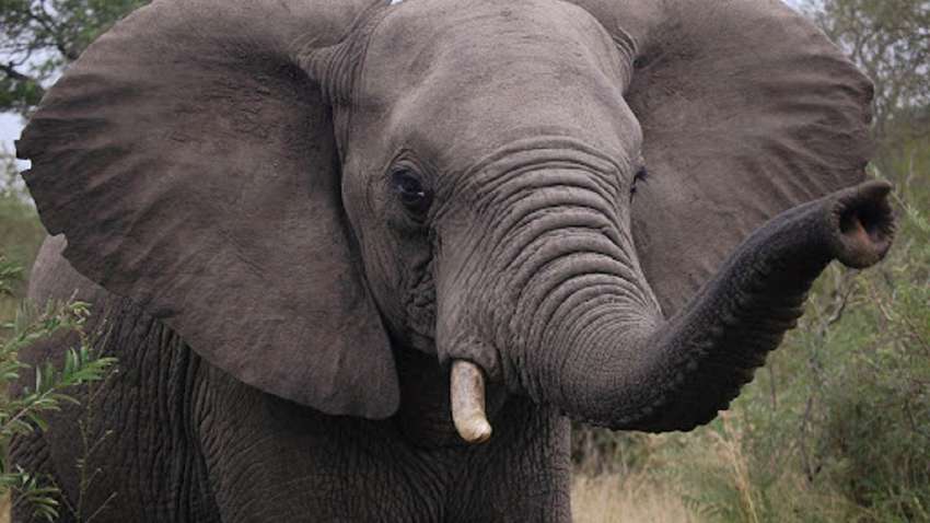 В Индии разъяренный слон напал на людей: одного из пострадавших отбросил хоботом (ВИДЕО) В Индии разъяренный слон напал на людей: одного из пострадавших отбросил хоботом (ВИДЕО)