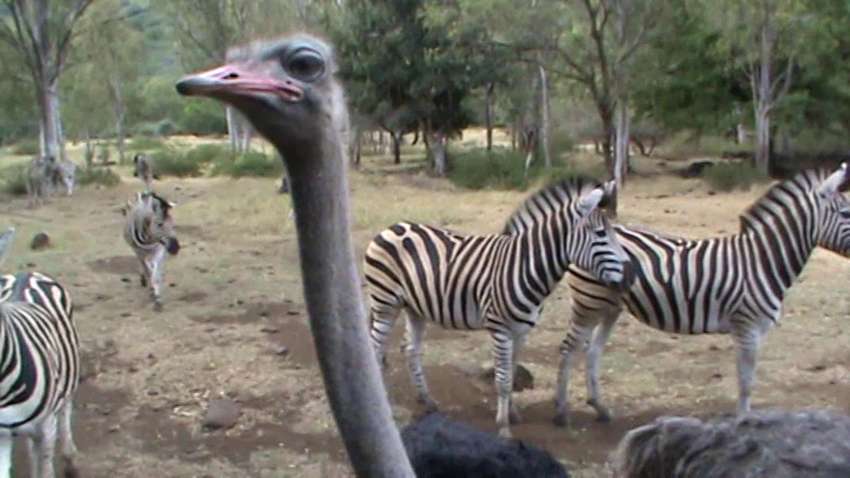 Страус ушел к зебрам - как животные меняют "ориентацию" Страус ушел к зебрам - как животные меняют "ориентацию"