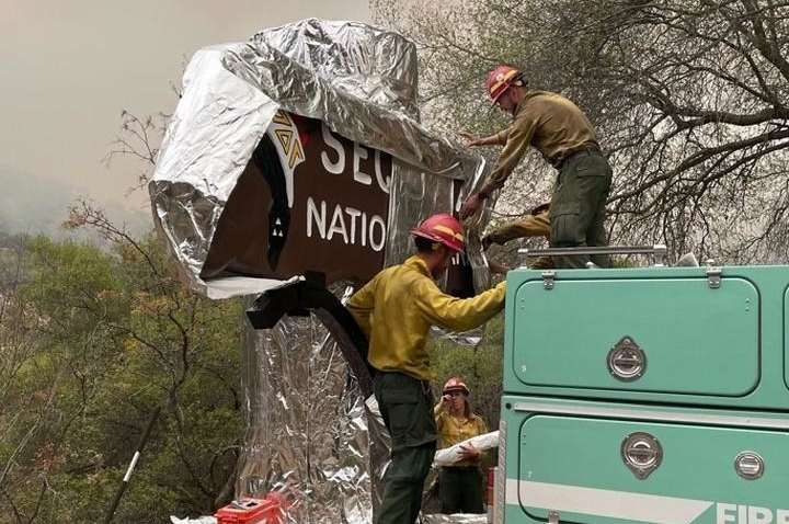 Зачем в США укрыли "одеялом" самое большое дерево на планете (ФОТО)