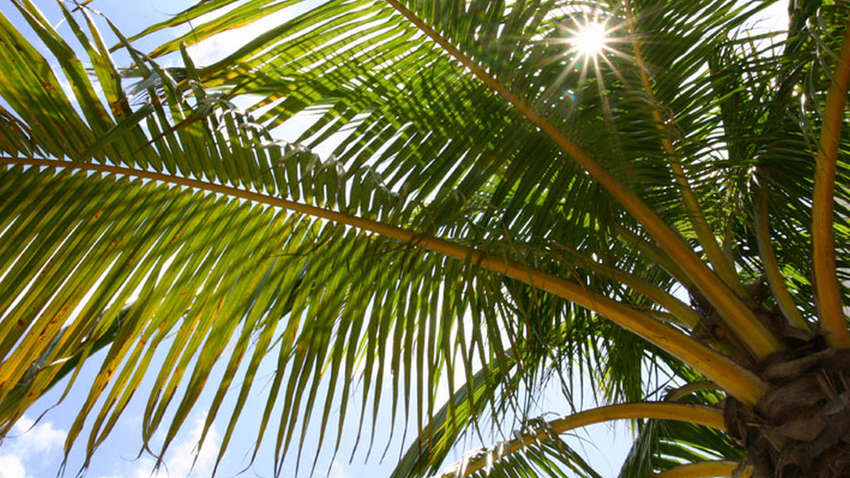 Ученые возродили древнее растение из библейских преданий