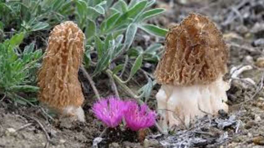 Перші гриби вже у березні: де їх шукати і які види можна сміливо класти до кошика Перші гриби вже у березні: де їх шукати і які види можна сміливо класти до кошика