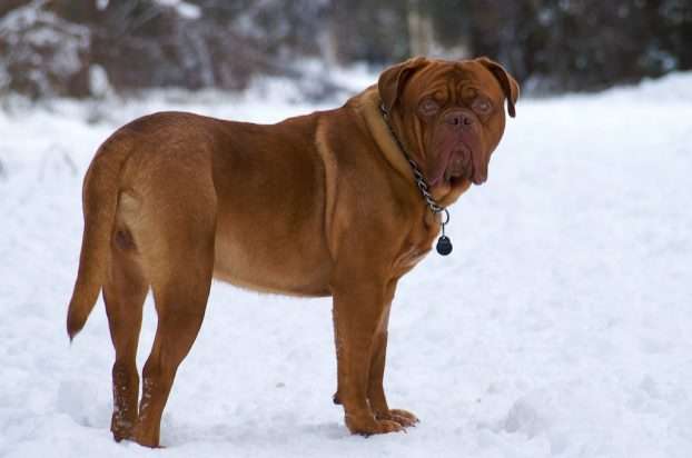 Когда собака мудрее человека: в Харькове домашний любимец пытался дотянуть пьяного хозяина домой Когда собака мудрее человека: в Харькове домашний любимец пытался дотянуть пьяного хозяина домой