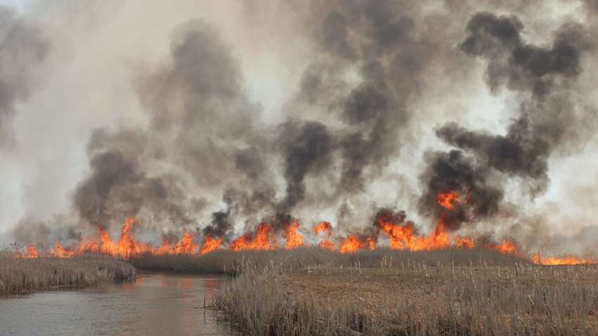 В Польше пылает крупнейший национальный парк: появились фото и видео пожара