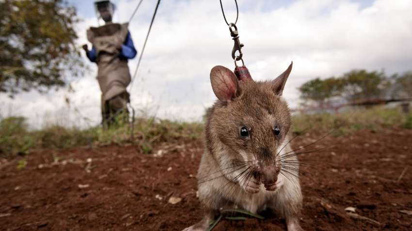 Африканські щури-сапери будуть розміновувати Нагірний Карабах Африканські щури-сапери будуть розміновувати Нагірний Карабах