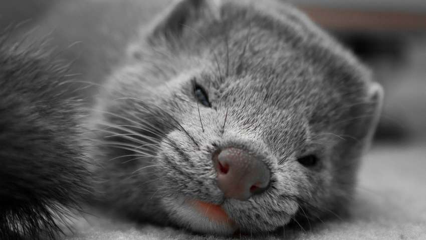 Дания убьет 1,5 млн норок из-за мутации COVID-19 на фермах