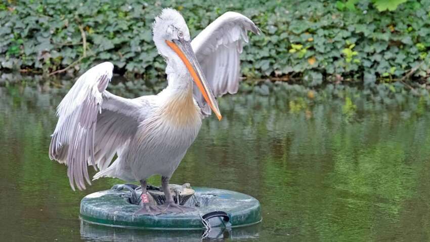 Зоопарк Лейпцига был вынужден убить всех пеликанов: причины Зоопарк Лейпцига был вынужден убить всех пеликанов: причины