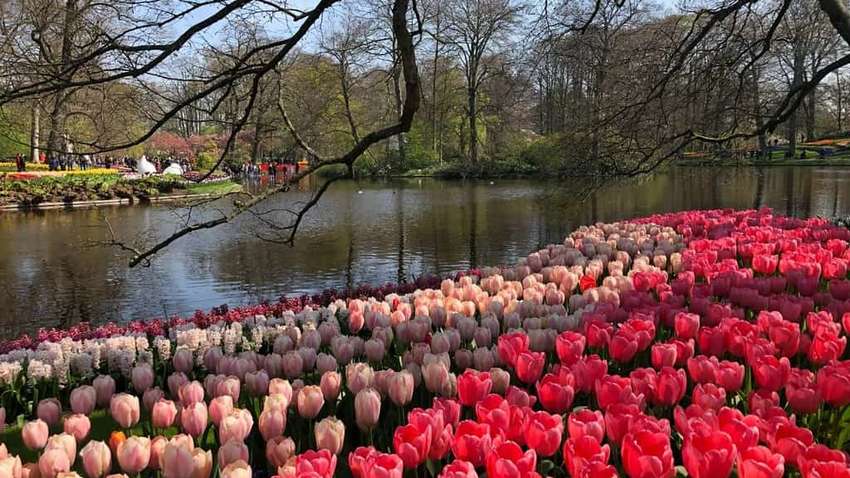 7 миллионов тюльпанов без туристов: королевский парк цветов в Голландии закрыт из-за коронавируса