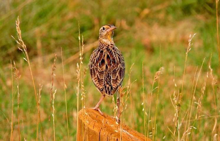 Які незвичайні свята відзначає світ 3 липня