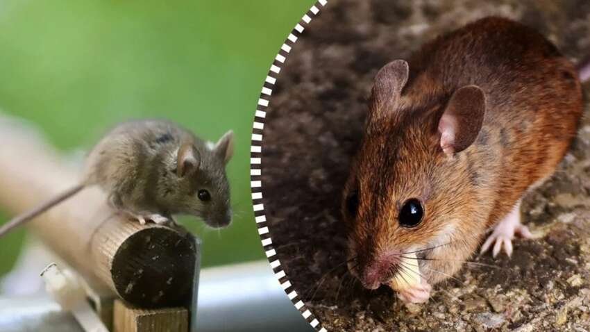 Щурі та миші назавжди залишать сад: які природні засоби точно відлякають гризунів