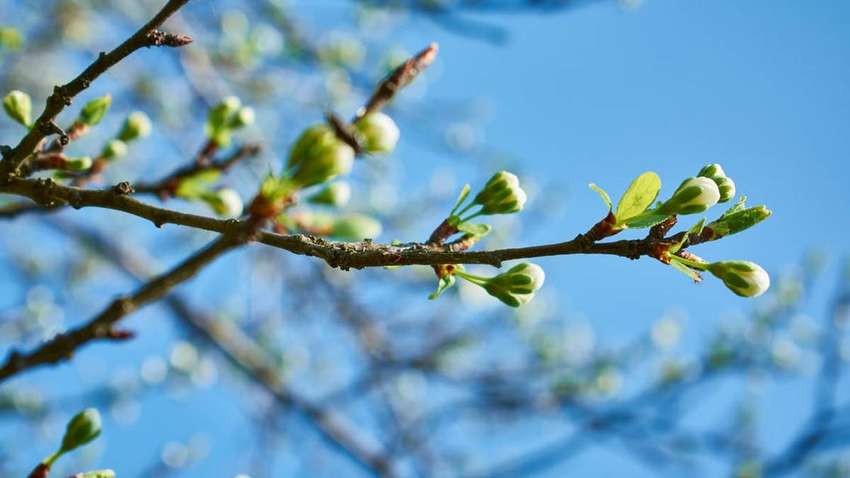 Сухо, но усилится ветер: прогноз погоды в Украине на 5 мая