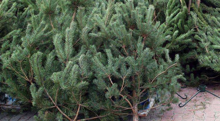 Так не доставайся же ты никому: в Одессе продавцы облили соляркой тысячи хвойных деревьев