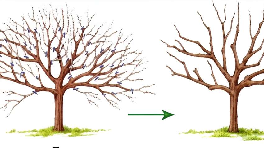 Ви роками губите свій урожай: як неправильна обрізка горіха залишає вас без плодів