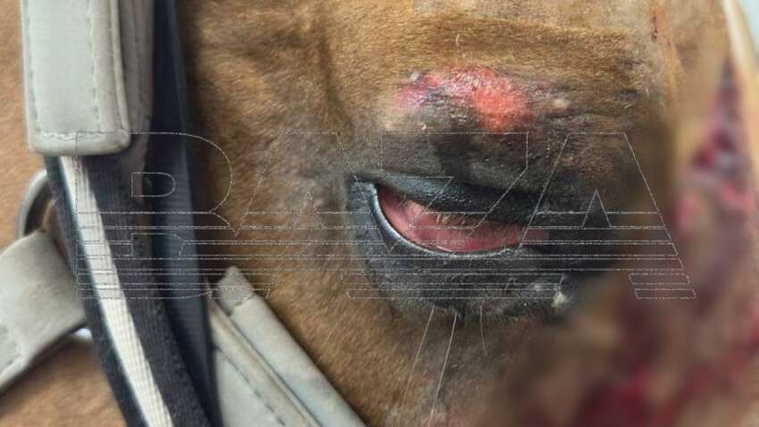 Дочь звезды «Битвы экстрасенсов» забила лошадь до перелома черепа