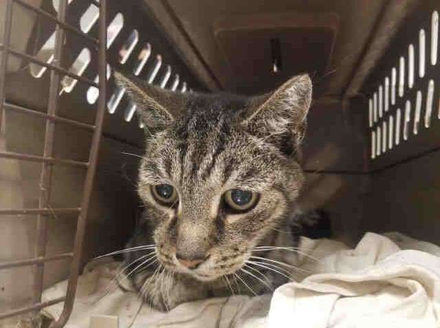 Кіт знайшов господаря через сім років