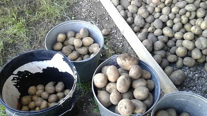 В России ямы на дорогах “латают” картошкой