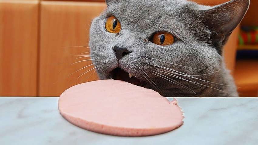 Когда кошки - главные в доме (Позитивные фото)