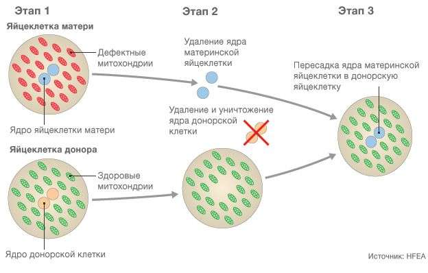 В Британии родились дети от трех родителей В Британии родились дети от трех родителей