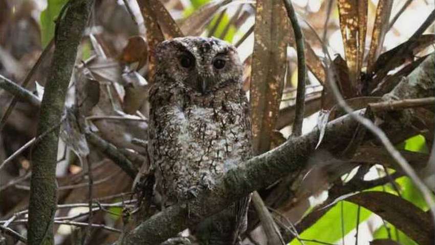 В Малайзии нашли сову, считавшуюся вымершей более 120 лет