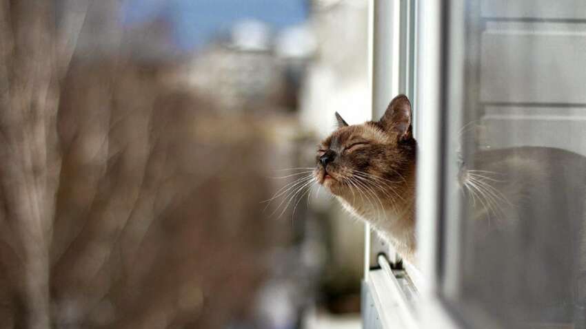 Зима не вредит нам: 20-21 декабря в Украине без морозов – и это только начало