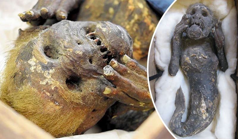 Вчені розкрили таємницю моторошної мумії-русалки з Японії Вчені розкрили таємницю моторошної мумії-русалки з Японії
