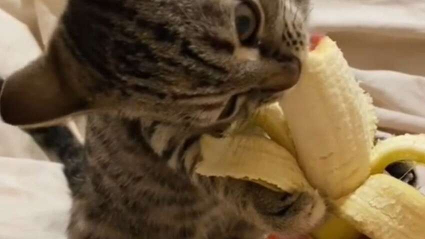 Кому категорично не можна стиглі банани, а кому — потрібно щодня: несподівані поради від нутриціологів Кому категорично не можна стиглі банани, а кому — потрібно щодня: несподівані поради від нутриціологів