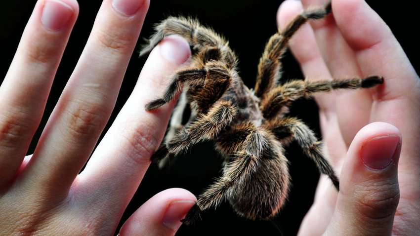 Сім незвичайних домашніх улюбленців