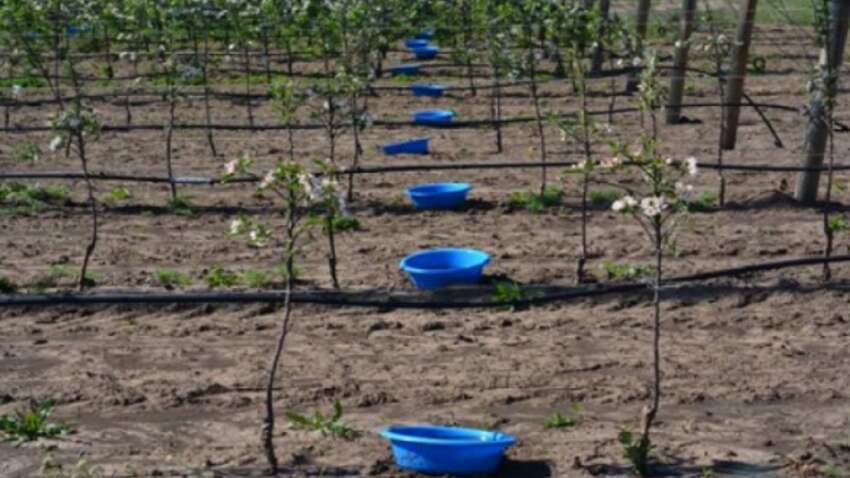 Голубое ведро спасает урожай: простой трюк, который массово используют садоводы против опасного жука