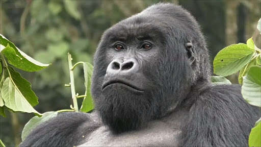 В американському зоопарку тварини заразилися COVID-19