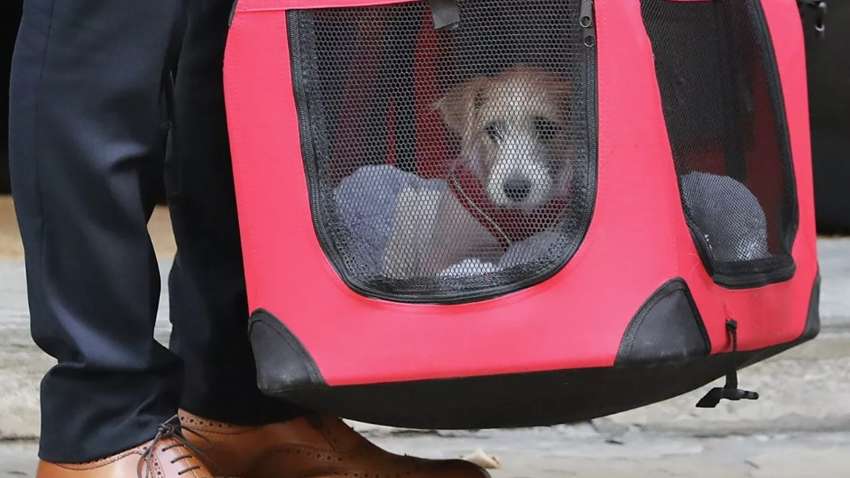 Прем'єр Великобританії Джонсон завів собаку в резиденції на Даунінг-стріт