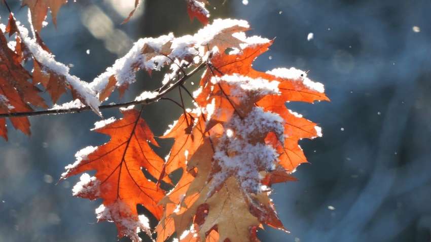 Погода на 5 грудня: де в Україні очікується сніг і дощ